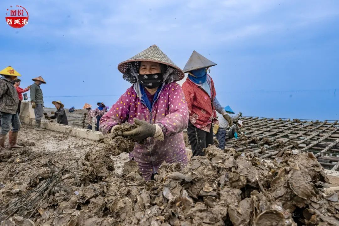 感受万亩蚝排的壮观 品味大蚝和鲈鱼的鲜美