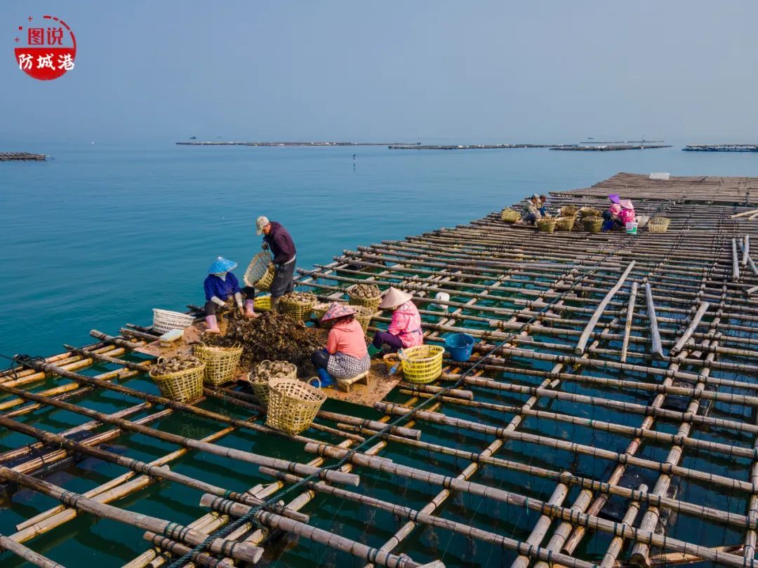 感受万亩蚝排的壮观 品味大蚝和鲈鱼的鲜美