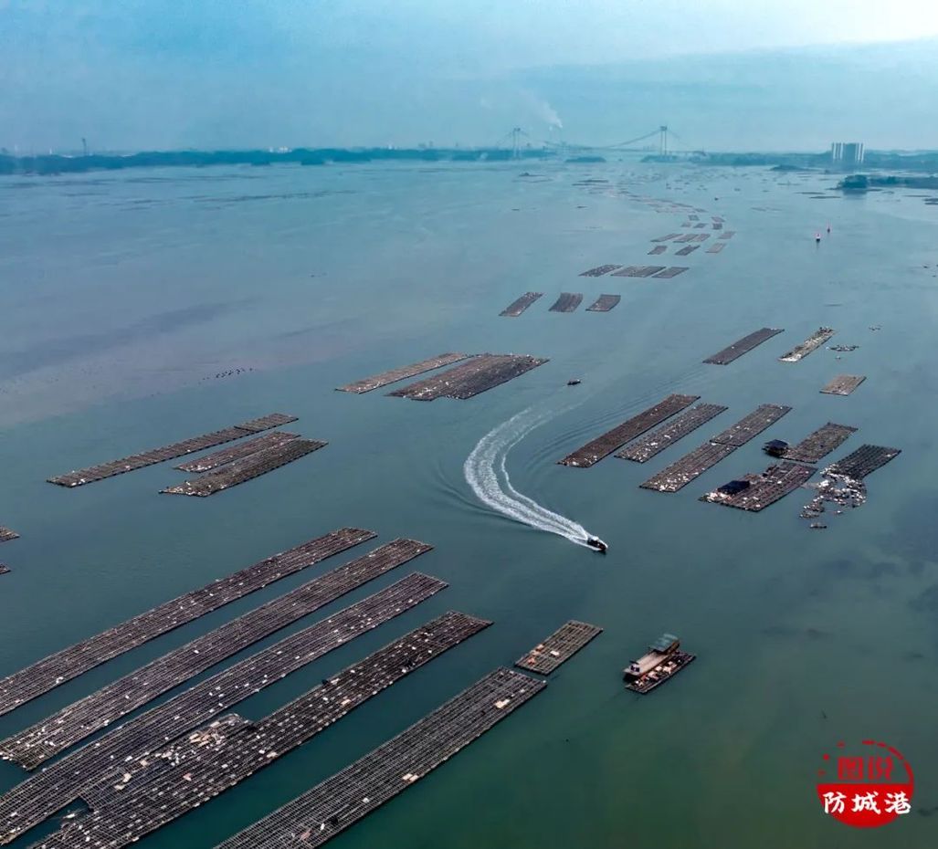 感受万亩蚝排的壮观 品味大蚝和鲈鱼的鲜美